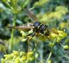 Polistes dominula